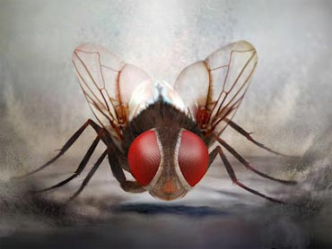 'Eega' to be released in 3D in Hindi