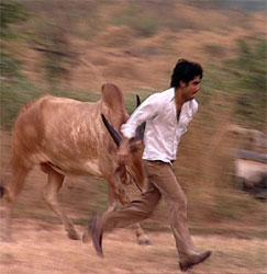 Amit Duas scary bull chase...